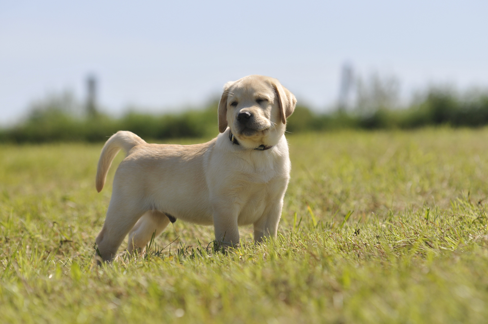 Labradorwelpe