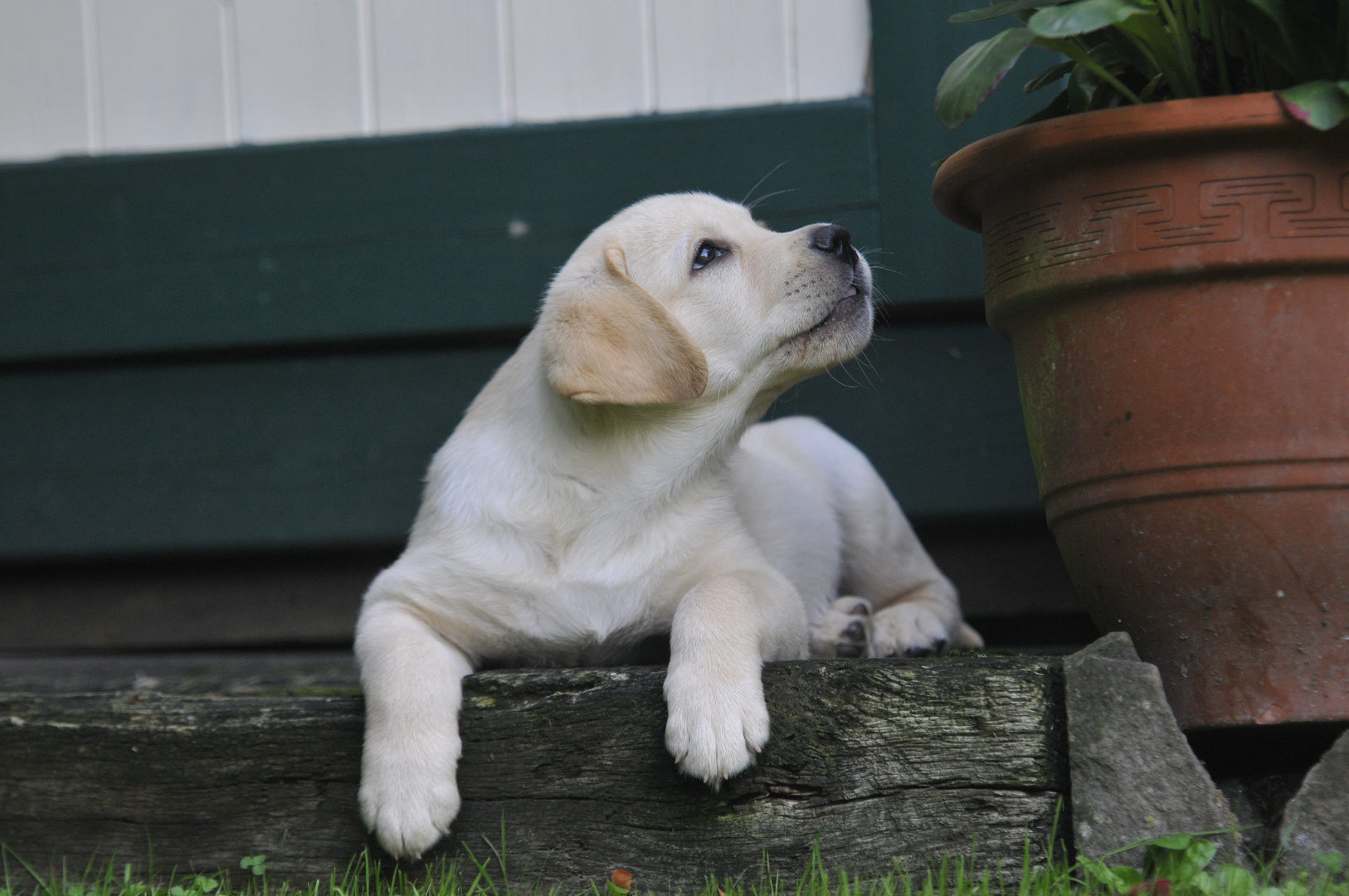 Labradorwelpe