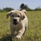 Labradorwelpe