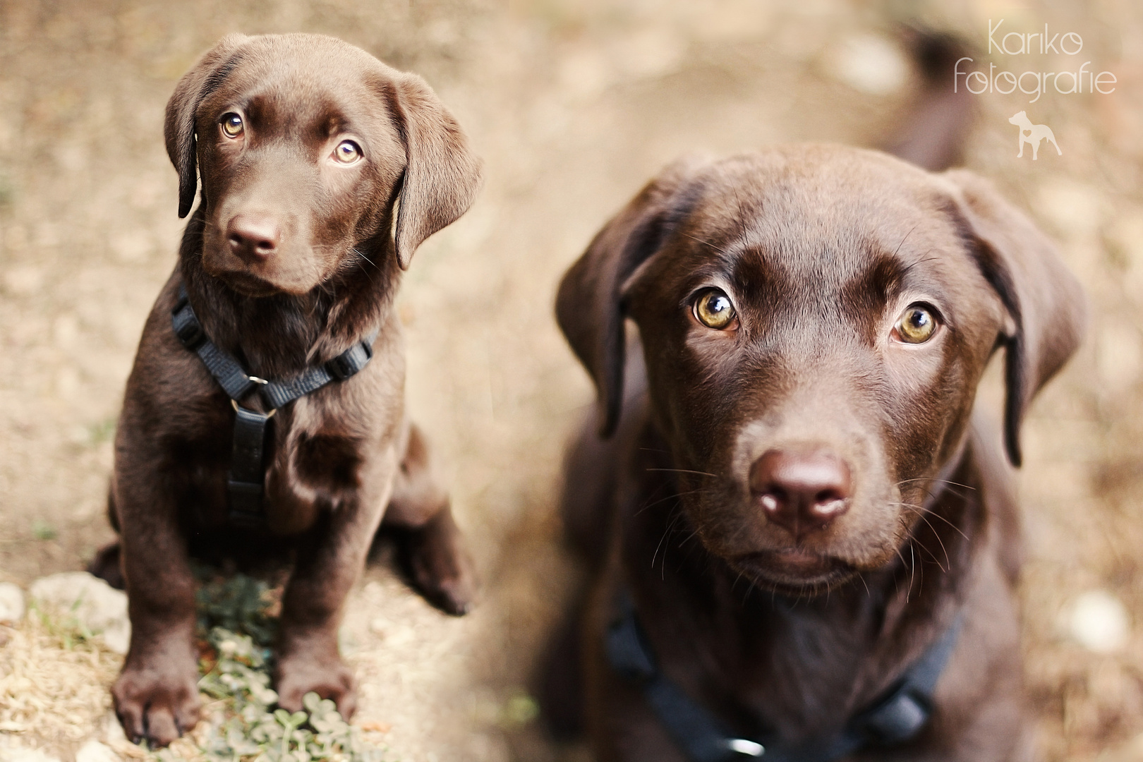 Labradorwelpe