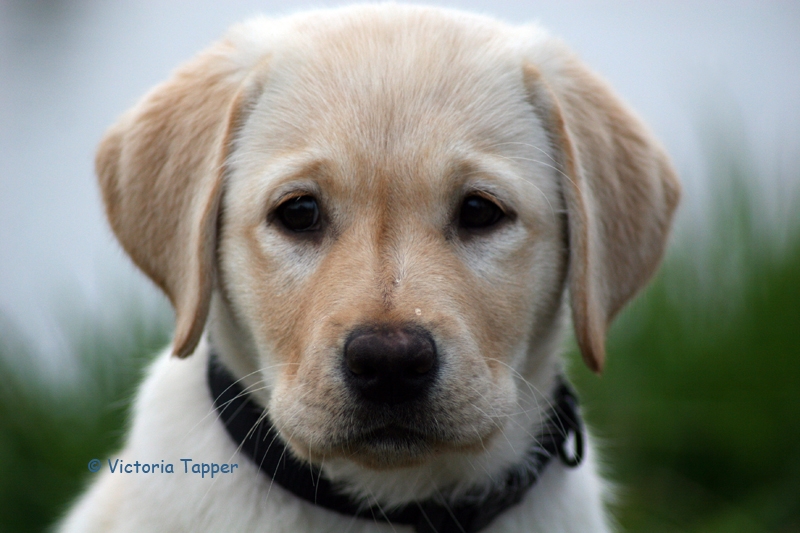 Labradorwelpe im Portrait