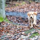 Labradorwelpe im Wald