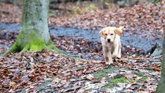 Labradorwelpe im Wald