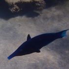 labre oiseau Marsa Alam