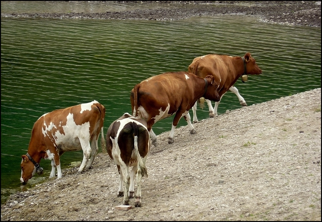 L'Abreuvoir !