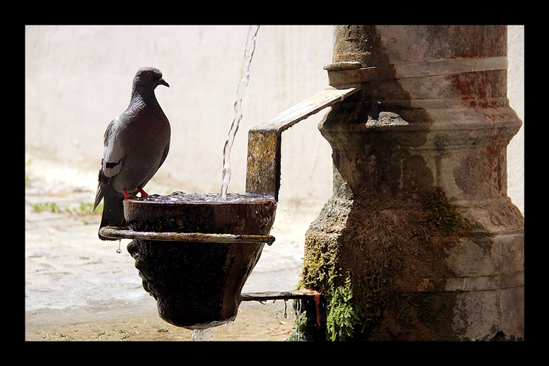 L'abreuvoir au pigeon