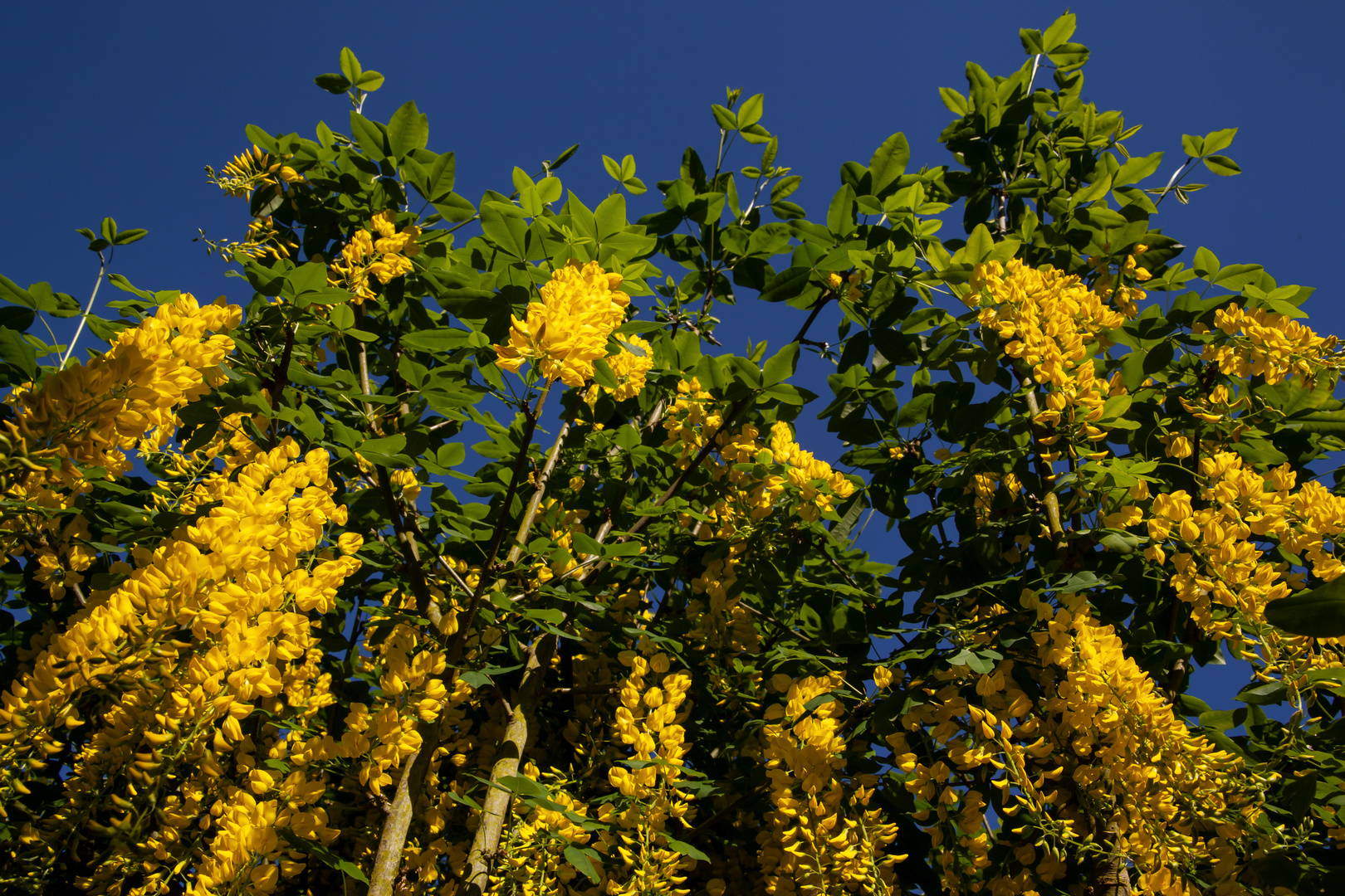 Laburnum anagyroides