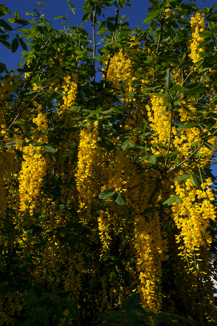 Laburnum anagyroides