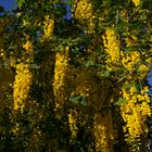 Laburnum anagyroides