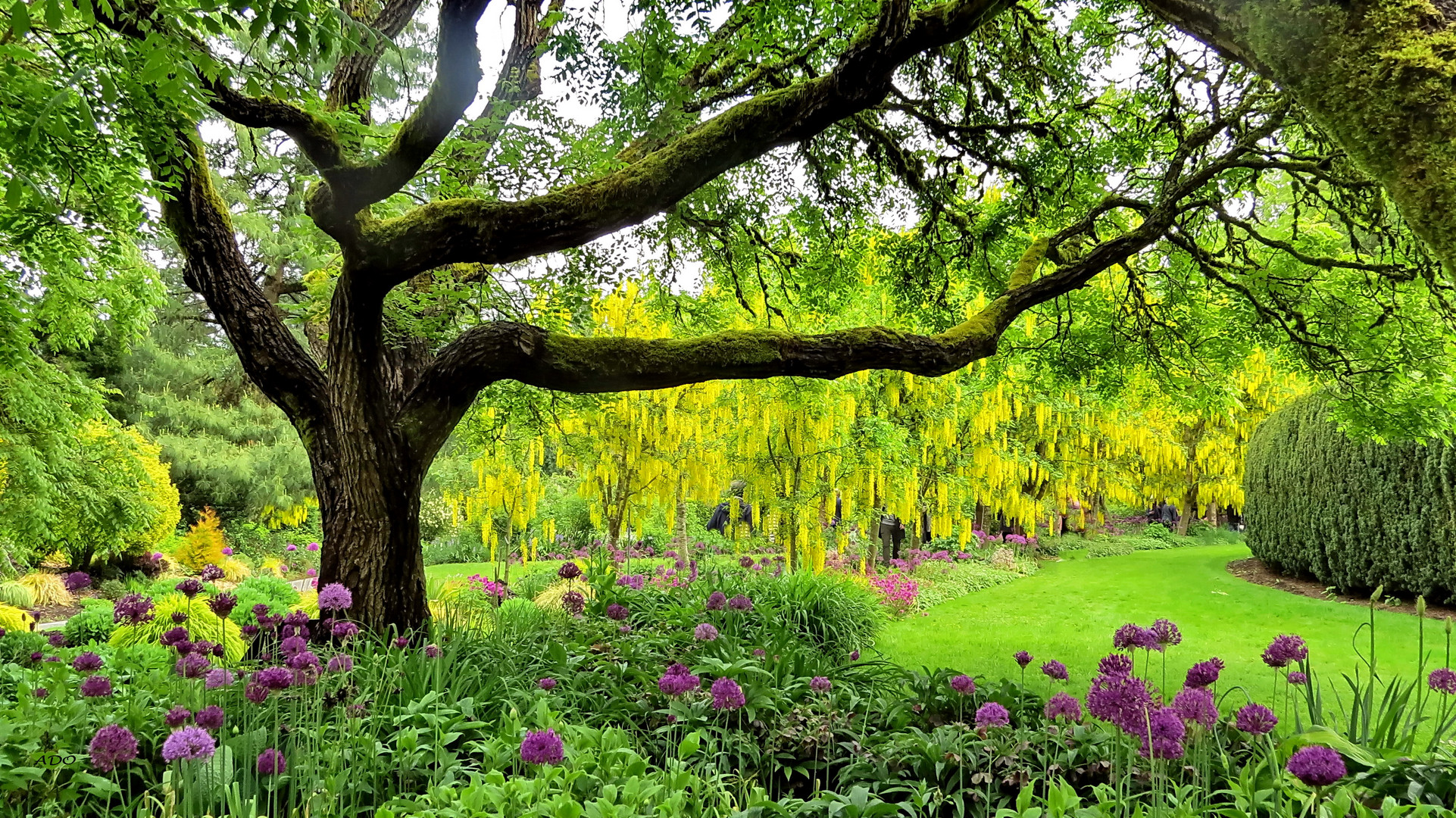 Laburnum