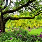 Laburnum