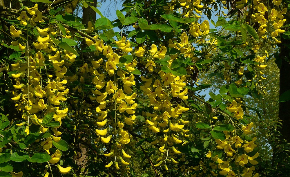 Laburnum tree