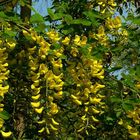 Laburnum tree