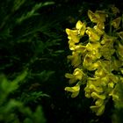 Laburnum Tree