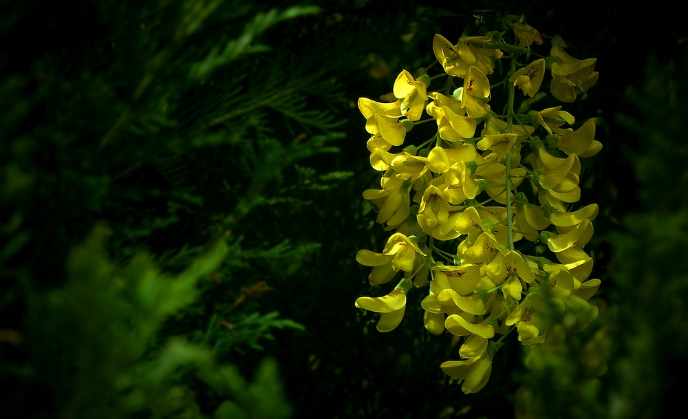 Laburnum Tree