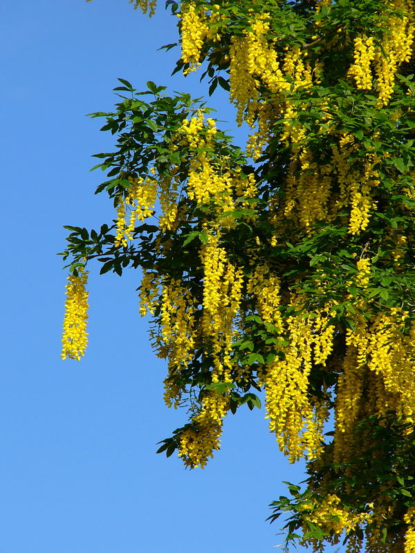 Laburnum Tree