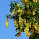 Laburnum Tree