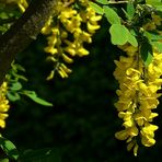 Laburnum Tree