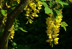 Laburnum Tree