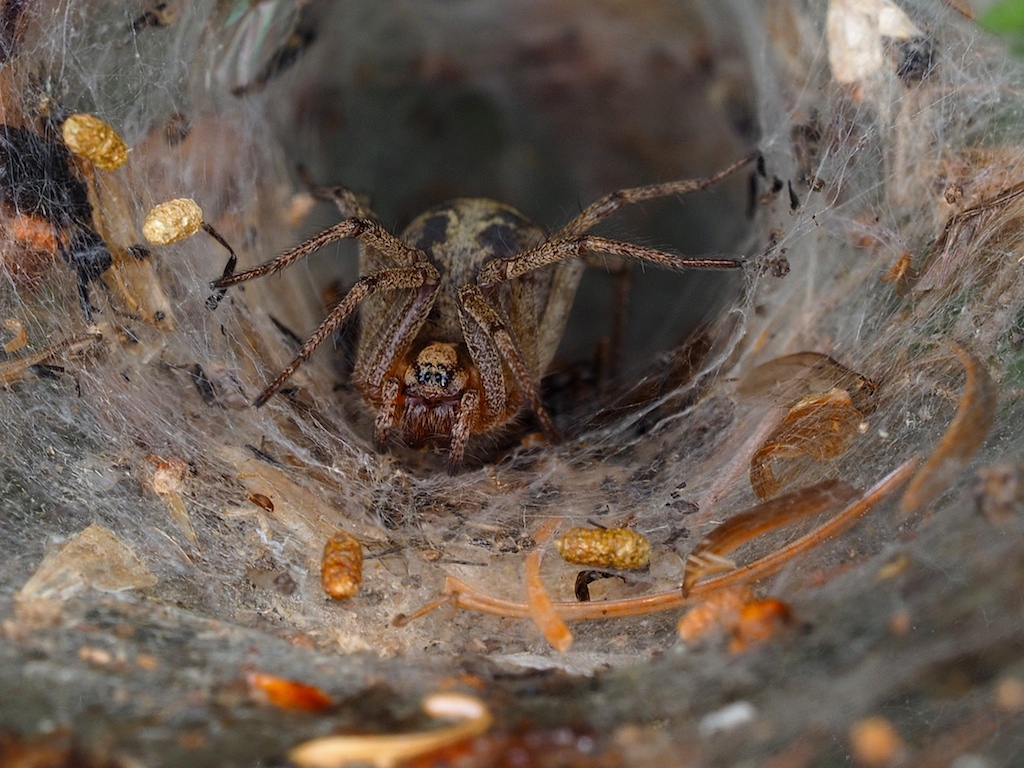 Labyrinth-Spinne in Bottrop