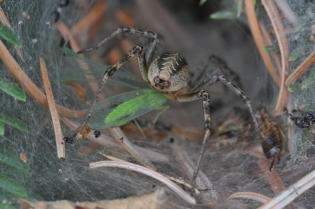 Labyrinth - Spinne mit Beute (Agelena labyrinthica )