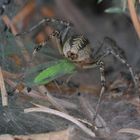 Labyrinth - Spinne mit Beute (Agelena labyrinthica )