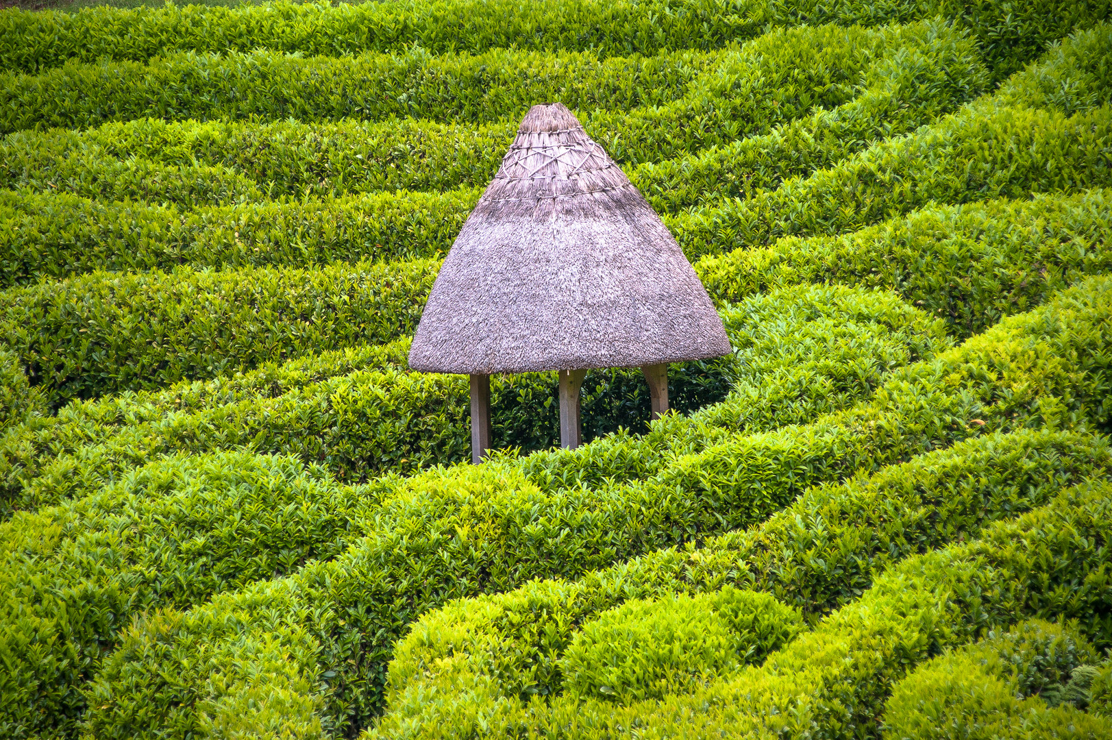 Labyrinth Trebah Garden