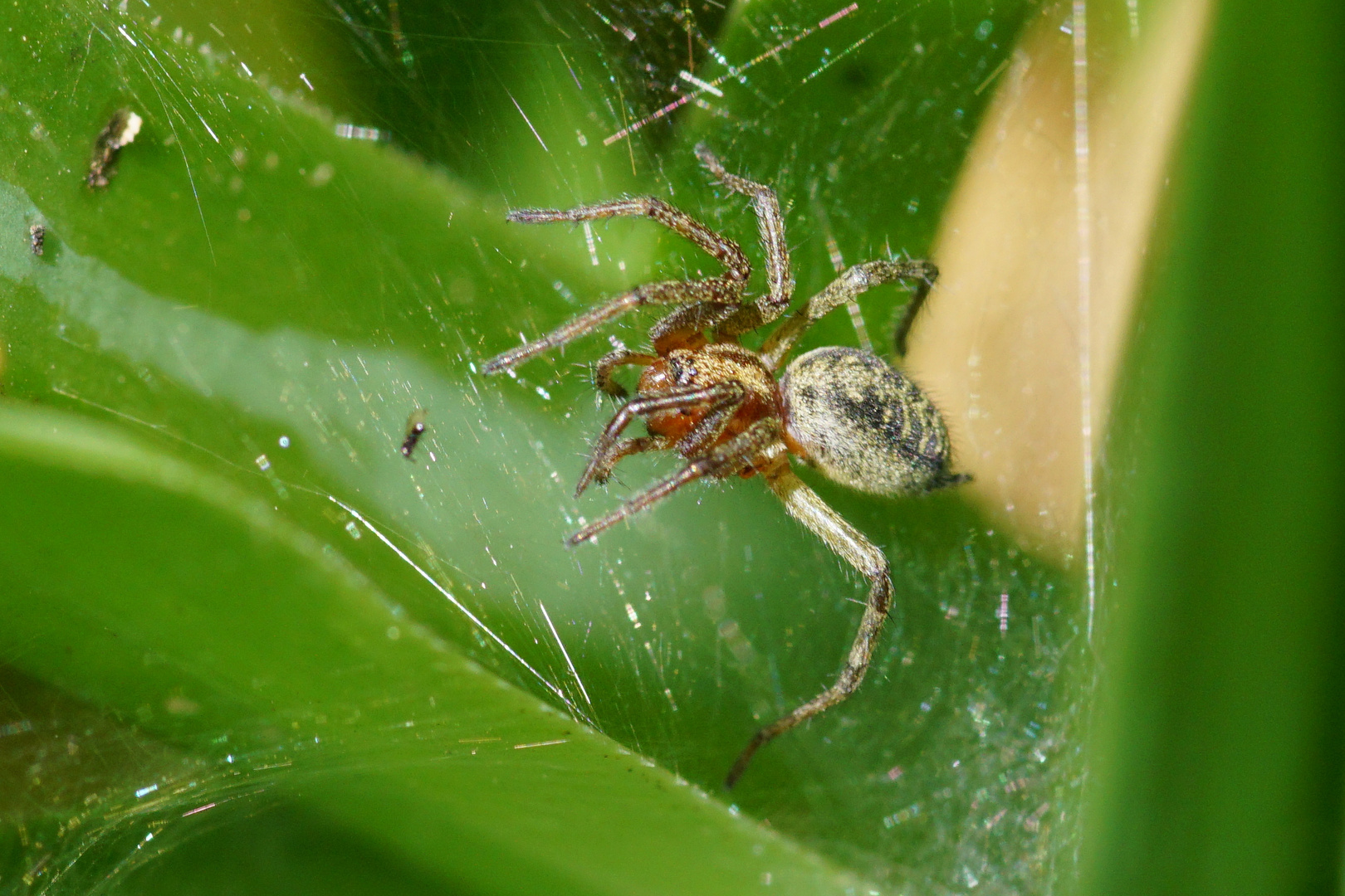 Labyrinthspinne