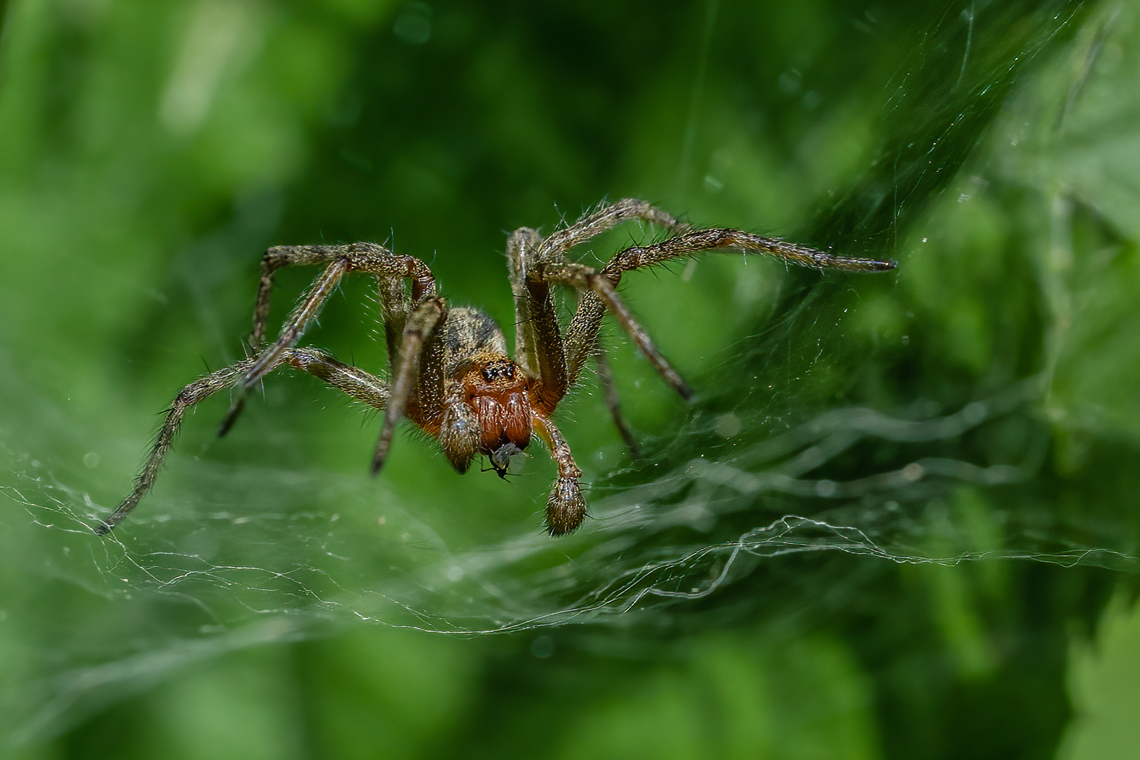 Labyrinthspinne