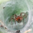 Labyrinthspinne (Agelena labyrinthica) 