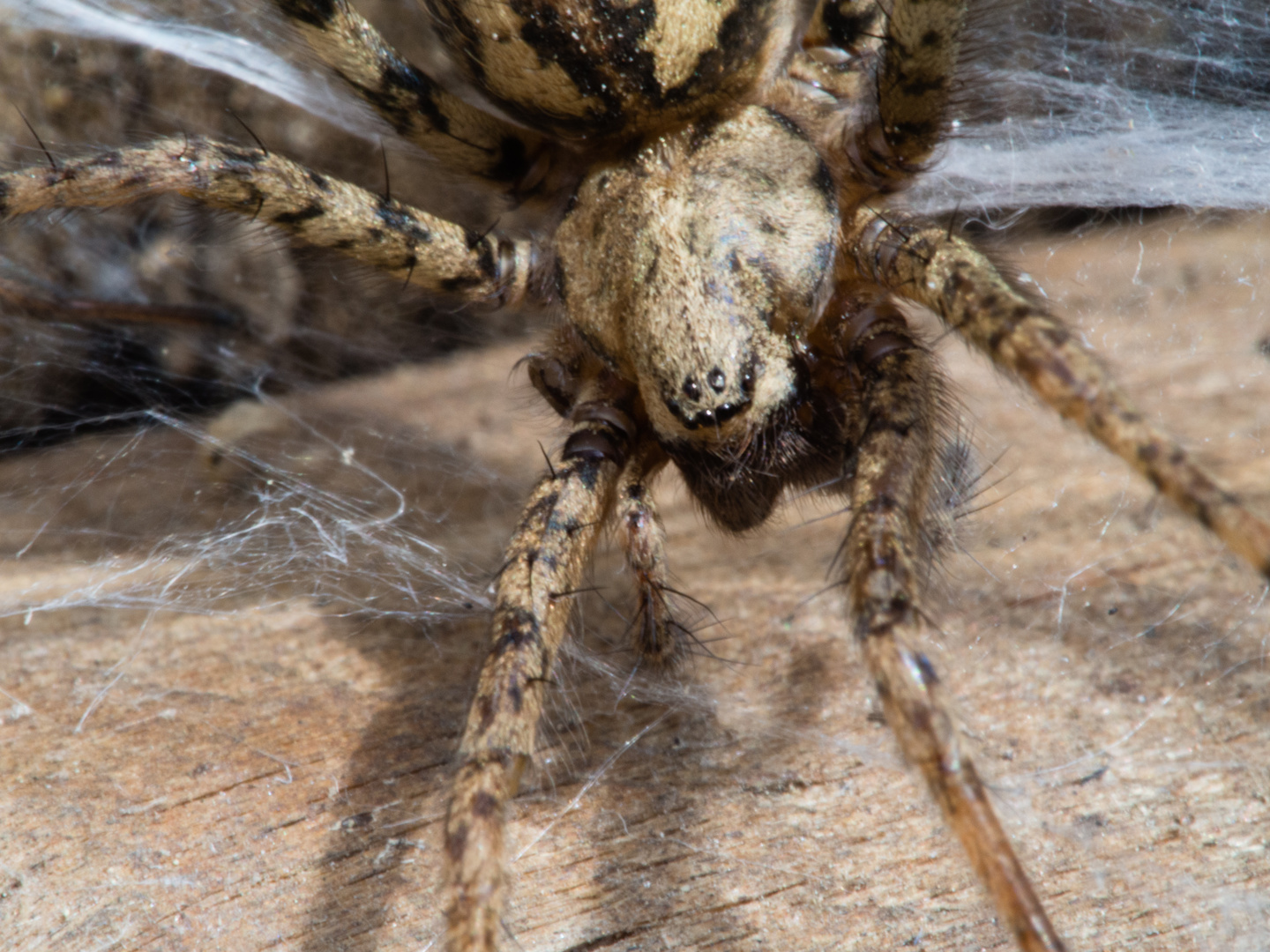 Labyrinthspinne (Agelena labyrinthica) 2nd