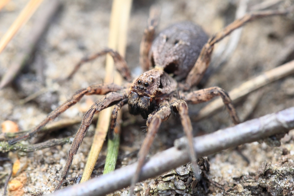 Labyrinthspinne (Agelena labyrinthica)