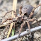 Labyrinthspinne (Agelena labyrinthica)