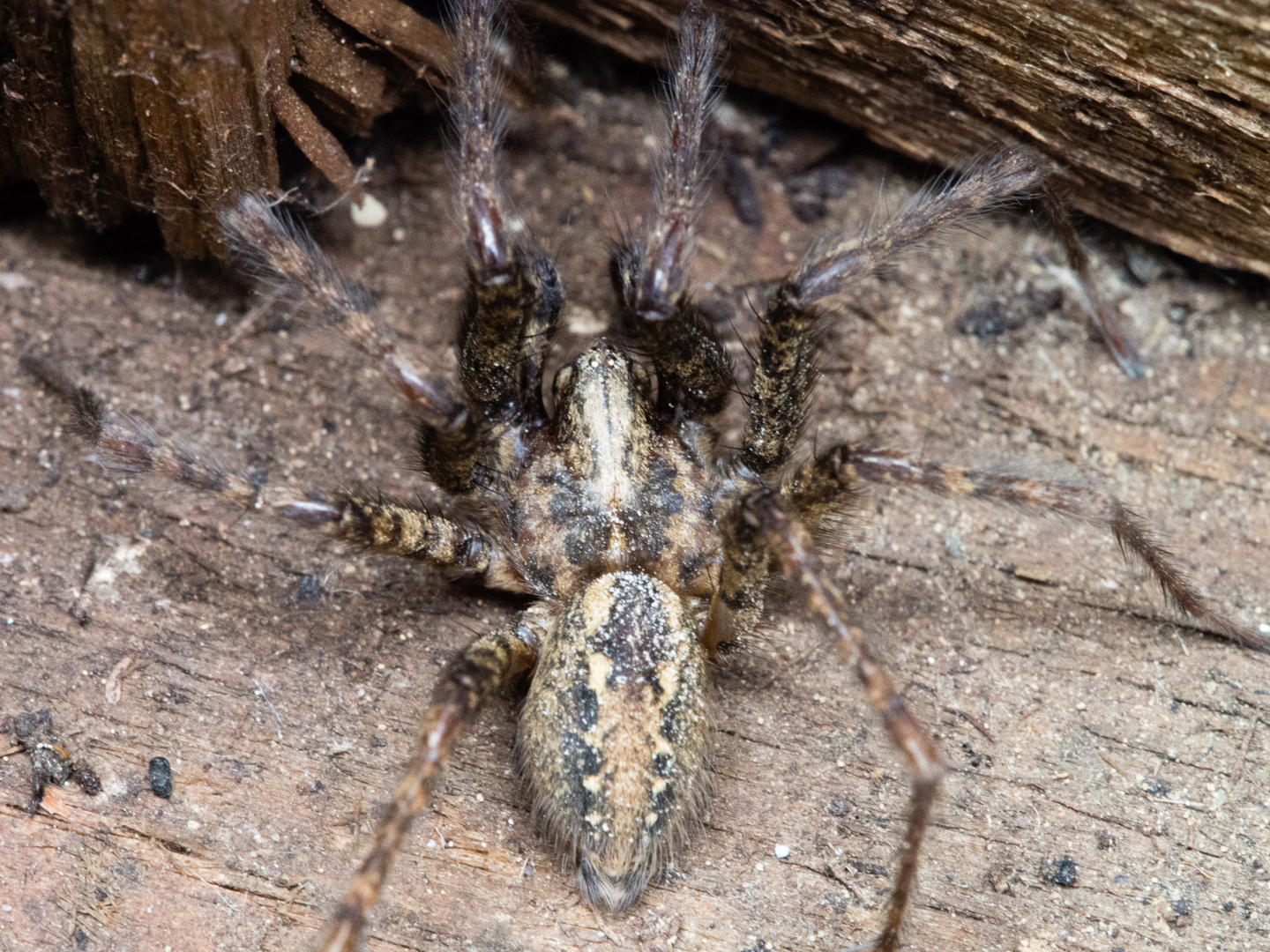 Labyrinthspinne (Agelena labyrinthica)