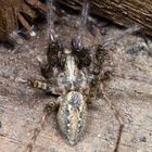 Labyrinthspinne (Agelena labyrinthica)