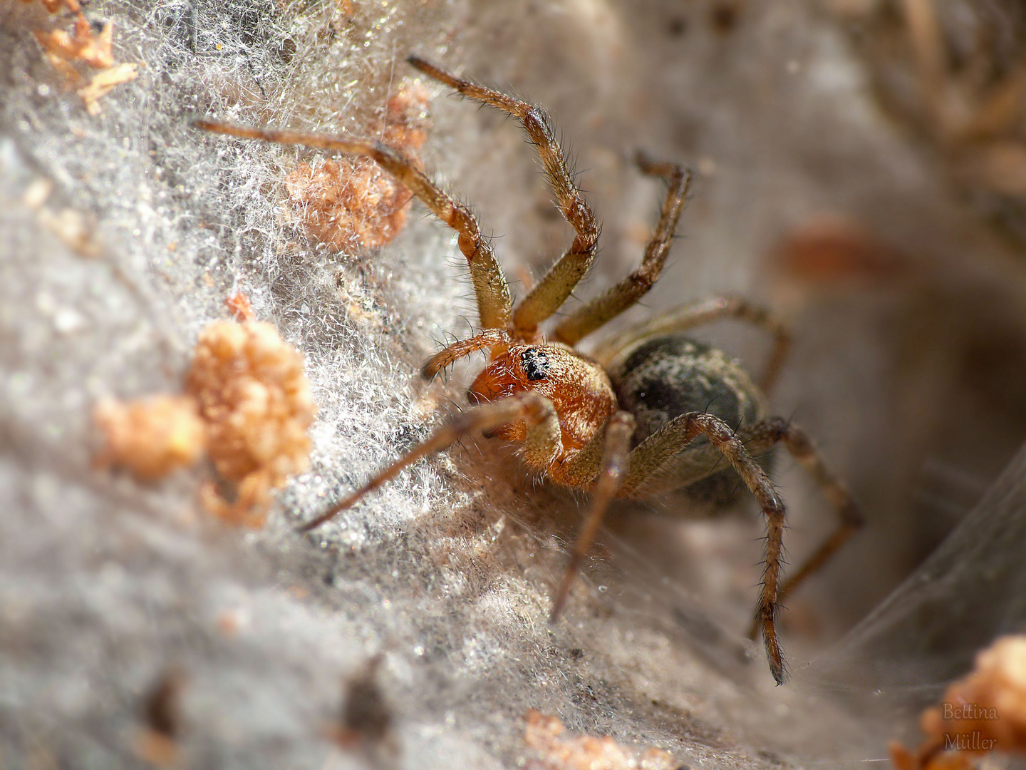 Labyrinthspinne - Agelena labyrinthica (Weibchen)