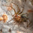 Labyrinthspinne - Agelena labyrinthica (Weibchen)