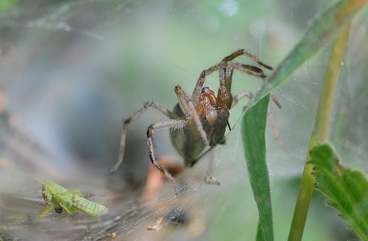 Labyrinthspinne am Höhleneingang.