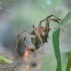 Labyrinthspinne am Höhleneingang.