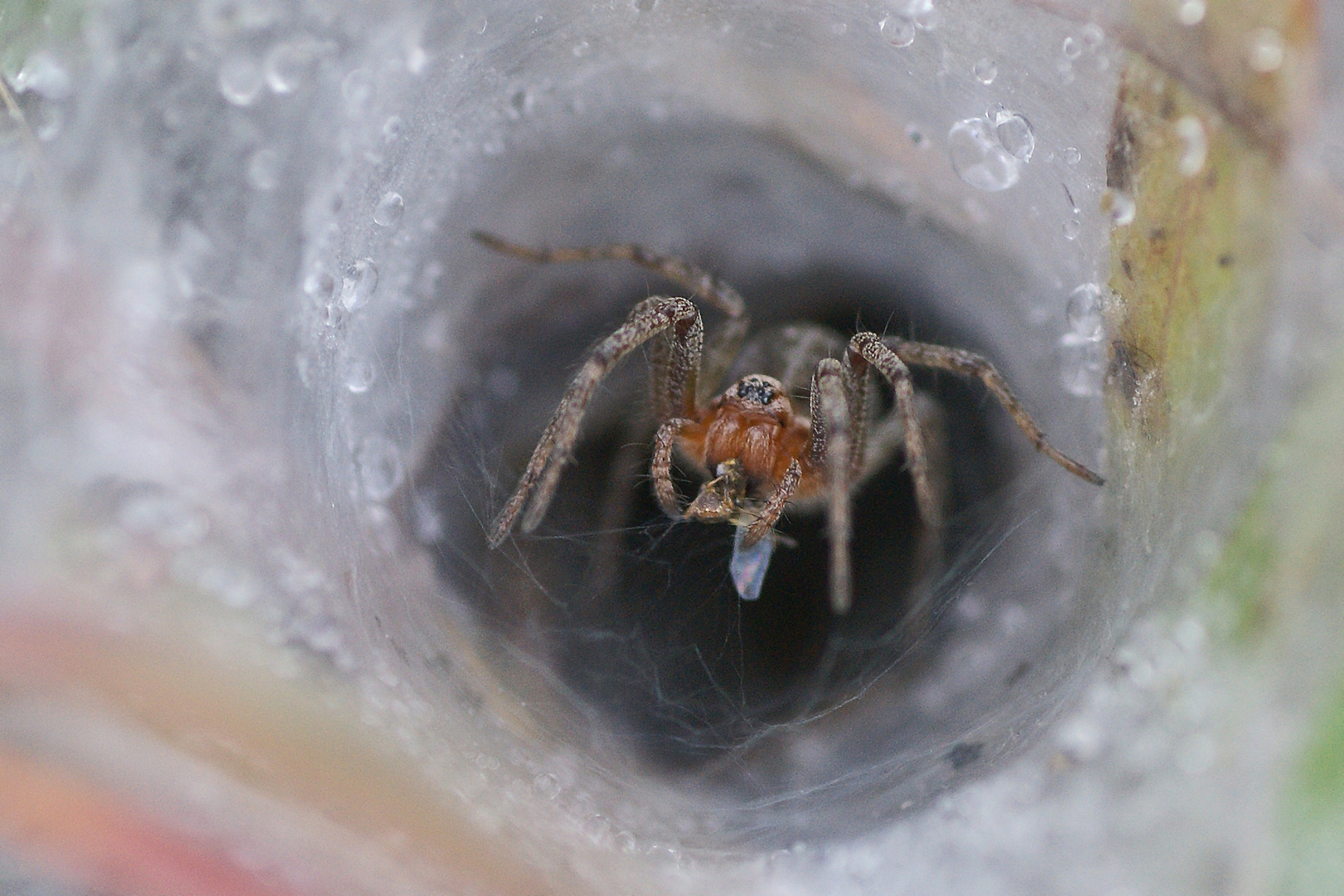 Labyrinthspinne beim Frühstück