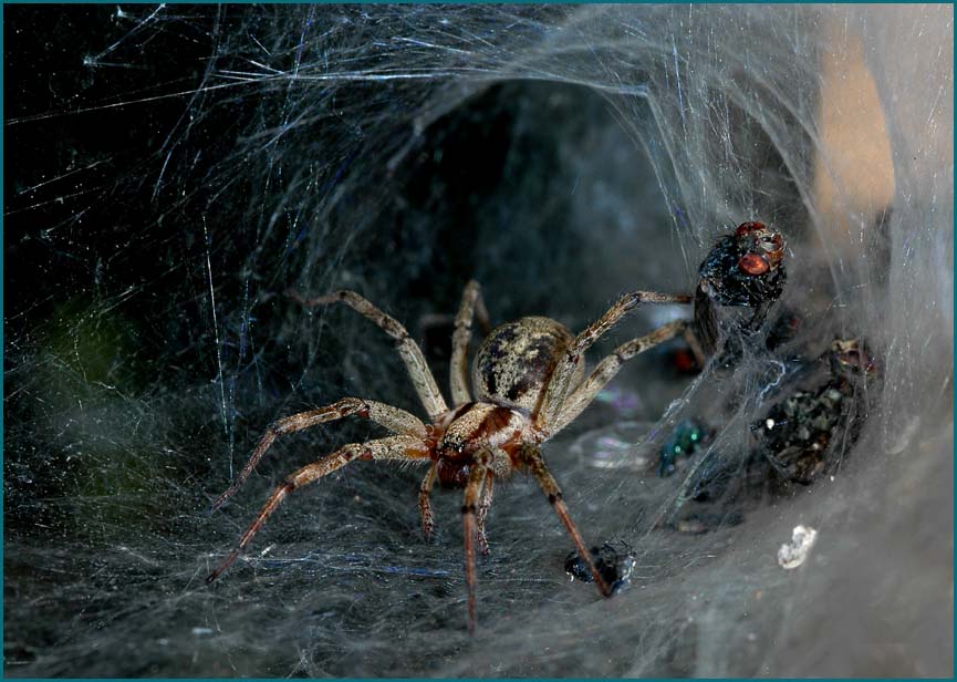 Labyrinthspinne Foto & Bild tiere, wildlife, spinnen Bilder auf