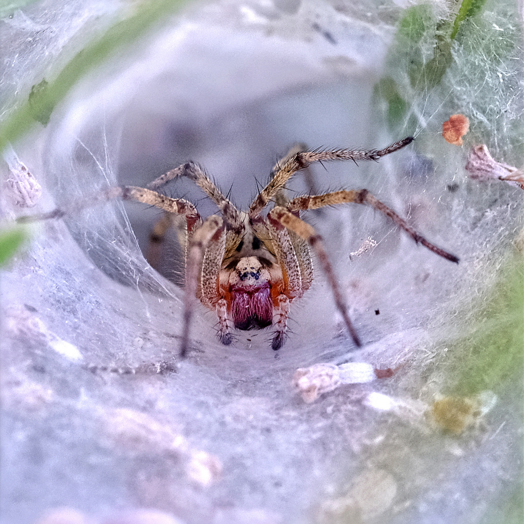 Labyrinthspinne im Lavendelstrauch