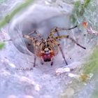 Labyrinthspinne im Lavendelstrauch