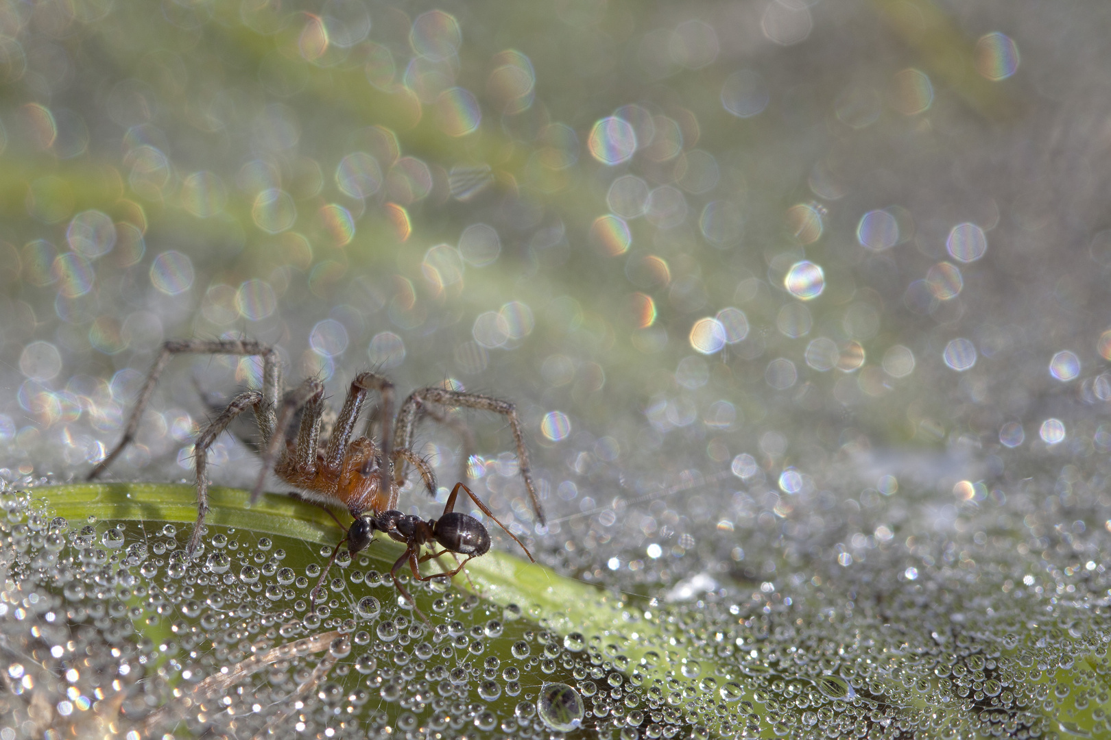 Labyrinthspinne mit fetter Beute