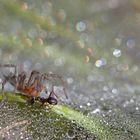 Labyrinthspinne mit fetter Beute