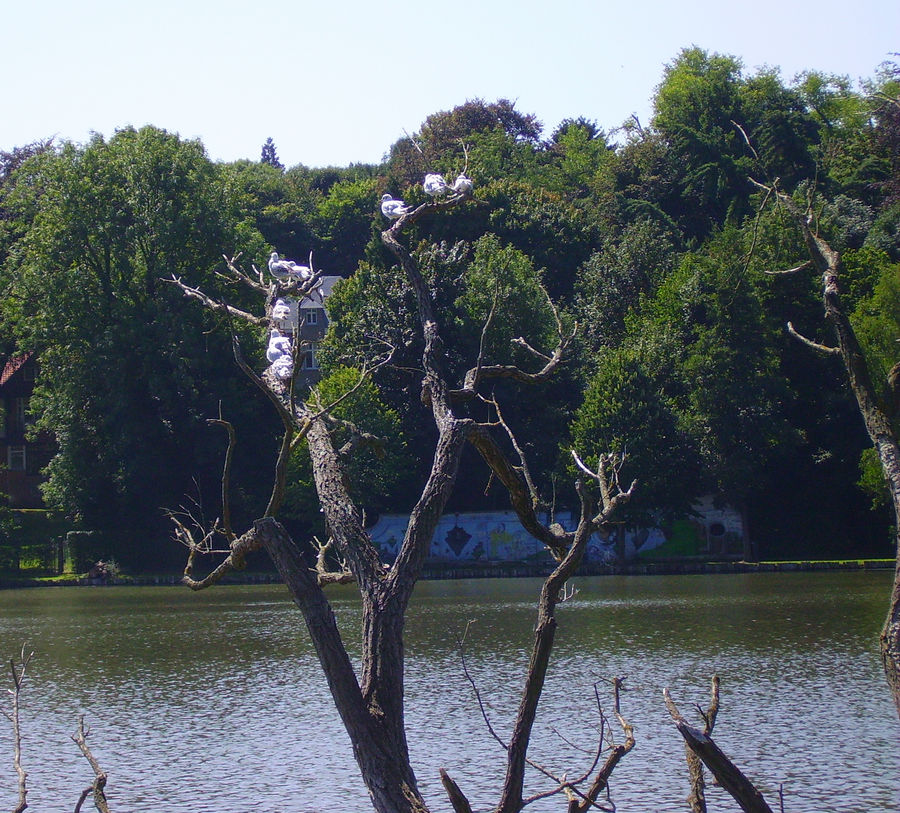 Lac de Genval - Möwenrastplatz