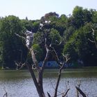 Lac de Genval - Möwenrastplatz