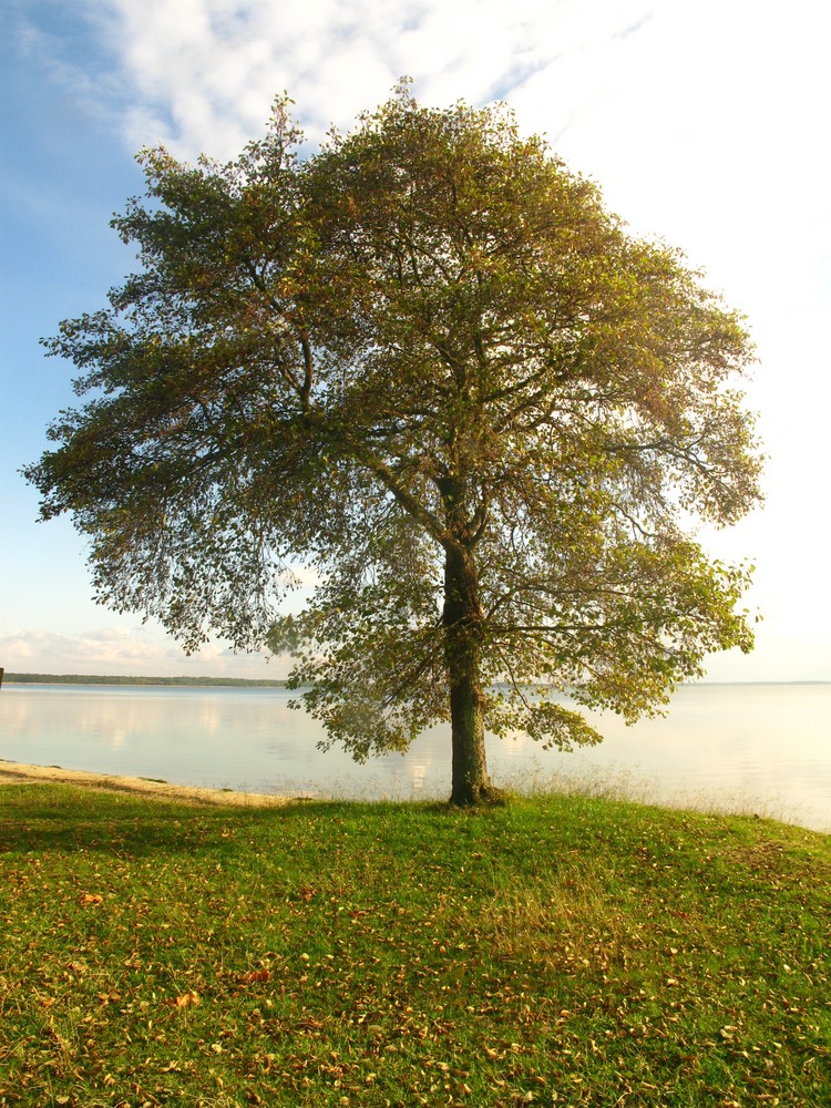 Lac de lacanau (gironde)