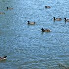 Lac de L’Isle Jourdain (Gers) - « Canarmada »