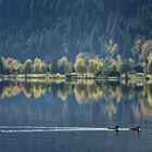 Lac de Longemer Entchen